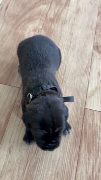 RR-5, a female Cane Corso for sale in Belle, MO – 8 of 9