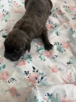 RR-4, a female Cane Corso for sale in Belle, MO – 3 of 3