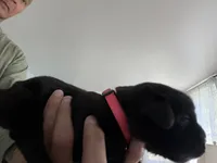 RR-2, a female Cane Corso for sale in Belle, MO – 7 of 10