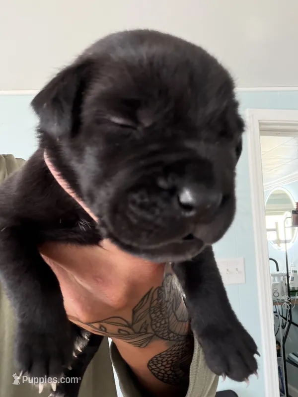 RR-1 – Cane Corso puppy for sale in Belle, MO