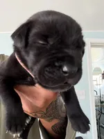 RR-1, a male Cane Corso for sale in Belle, MO – 3 of 10