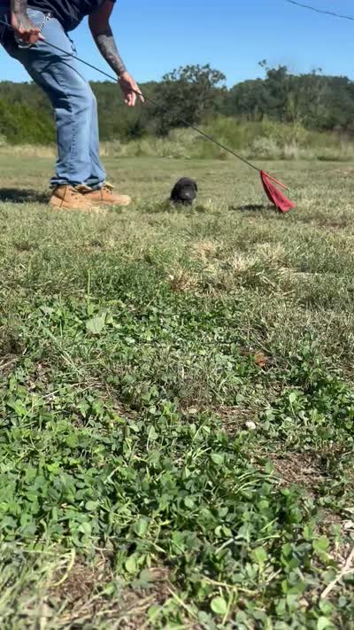 RR-1, a male Cane Corso for sale in Belle, MO – 10 of 10