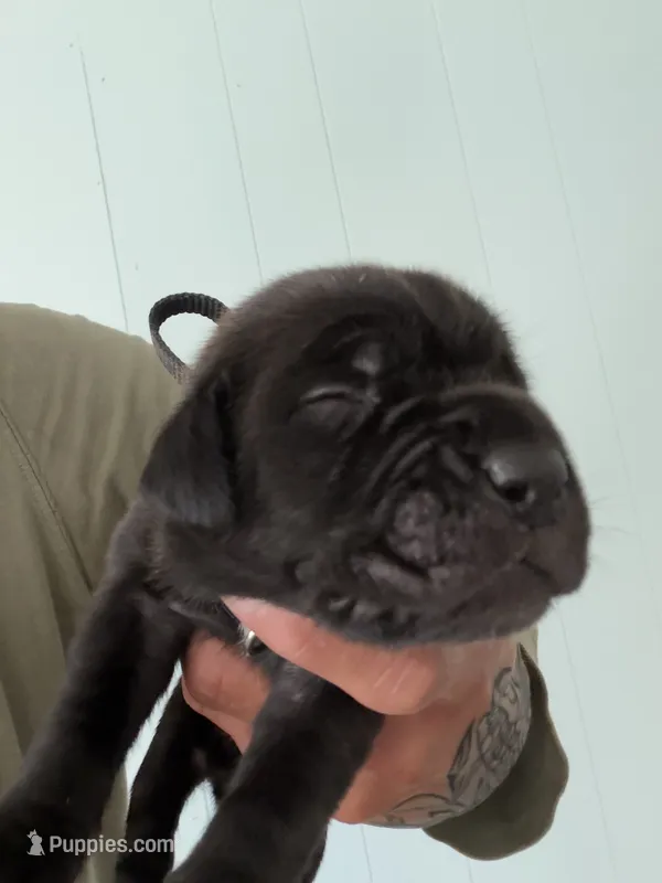 RR-5 – Cane Corso puppy for sale in Belle, MO