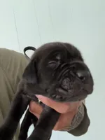 RR-5, a female Cane Corso for sale in Belle, MO – 4 of 9