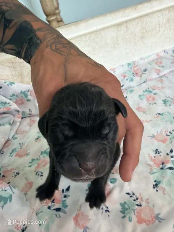 RR-3 – Cane Corso puppy for sale in Belle, MO