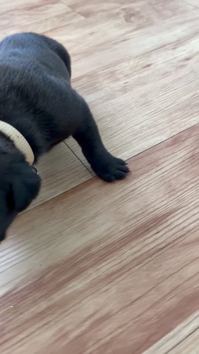 RR-1, a male Cane Corso for sale in Belle, MO – 7 of 10