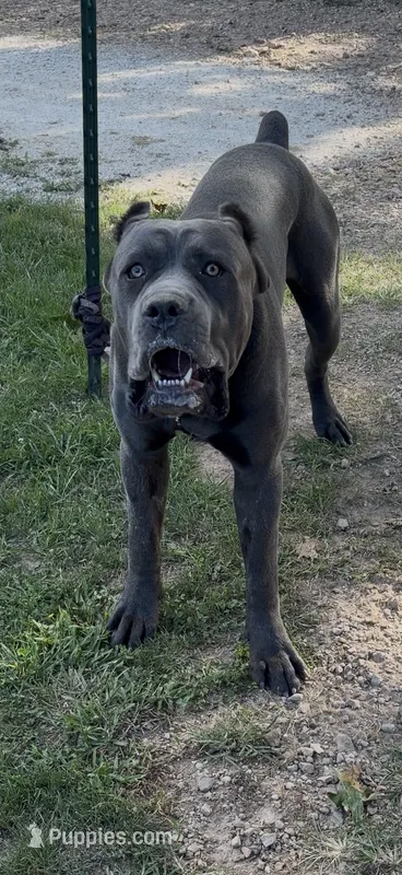 Rambo – Cane Corso puppy for sale in Belle, MO