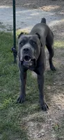Rambo, a male Cane Corso for sale in Belle, MO – 1 of 5