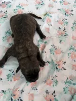 RR-4, a female Cane Corso for sale in Belle, MO – 2 of 3