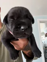 RR-1, a male Cane Corso for sale in Belle, MO – 5 of 10