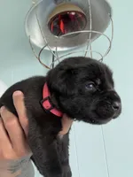 RR-2, a female Cane Corso for sale in Belle, MO – 10 of 10