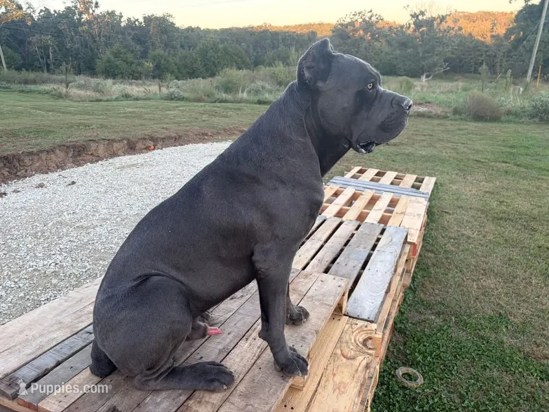 Rambo – Cane Corso puppy for sale in Belle, MO
