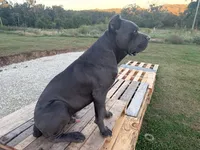 Rambo, a male Cane Corso for sale in Belle, MO – 1 of 6