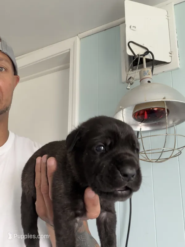 RR-5 – Cane Corso puppy for sale in Belle, MO