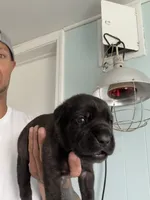 RR-5, a female Cane Corso for sale in Belle, MO – 3 of 9