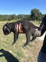 RR-5, a female Cane Corso for sale in Belle, MO – 2 of 9