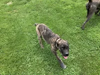 RAMPAGE, a male Cane Corso for sale in Belle, MO – 2 of 3