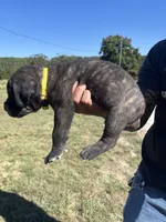 RR-4, a female Cane Corso for sale in Belle, MO – 6 of 7