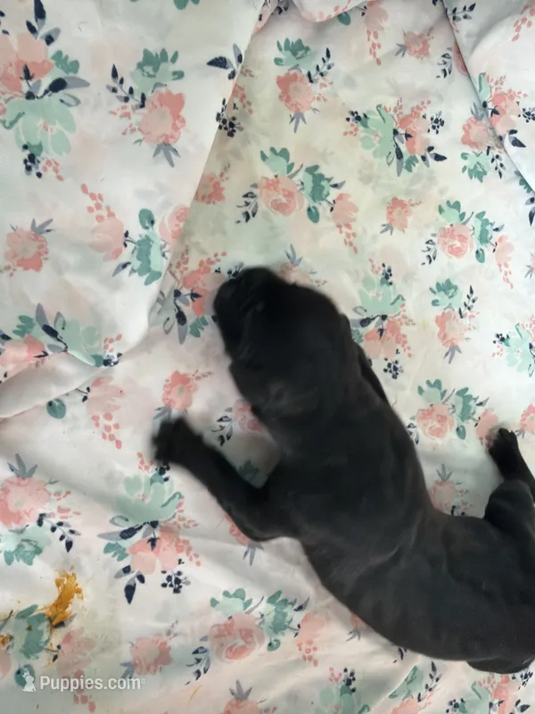 RR-1 – Cane Corso puppy for sale in Belle, MO