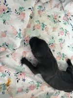 RR-1, a male Cane Corso for sale in Belle, MO – 1 of 2