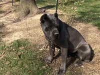 RENEE, a female Cane Corso for sale in Belle, MO – 5 of 5