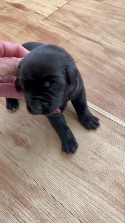 RR-2, a female Cane Corso for sale in Belle, MO – 9 of 10
