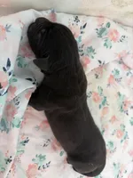 RR-2, a female Cane Corso for sale in Belle, MO – 2 of 3