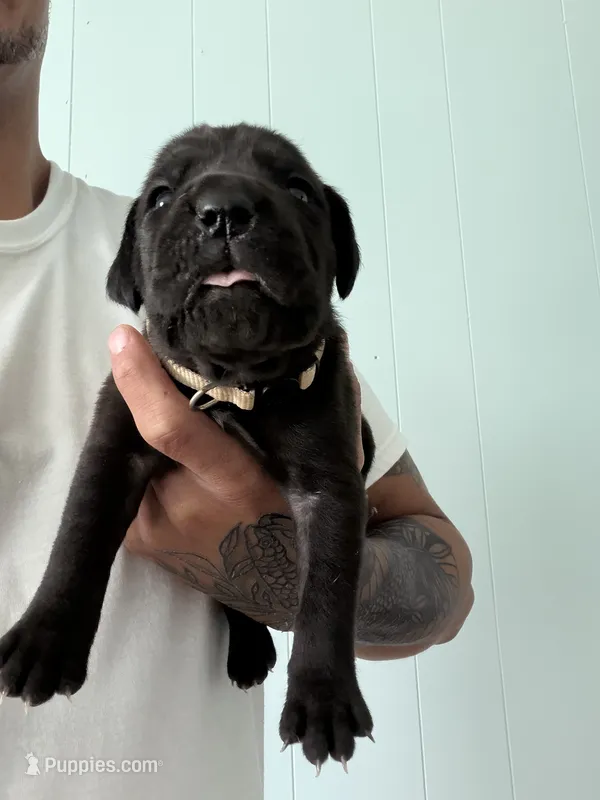 RR-1 – Cane Corso puppy for sale in Belle, MO