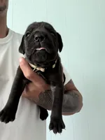 RR-1, a male Cane Corso for sale in Belle, MO – 2 of 10