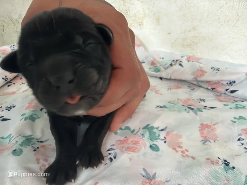 RR-2 – Cane Corso puppy for sale in Belle, MO