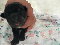 RR-2, a female Cane Corso for sale in Belle, MO – 1 of 3