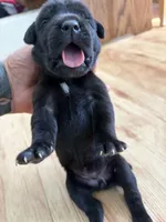 RR-2, a female Cane Corso for sale in Belle, MO – 8 of 10