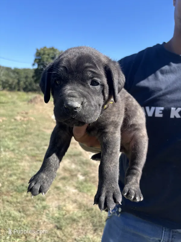 RR-4 – Cane Corso puppy for sale in Belle, MO
