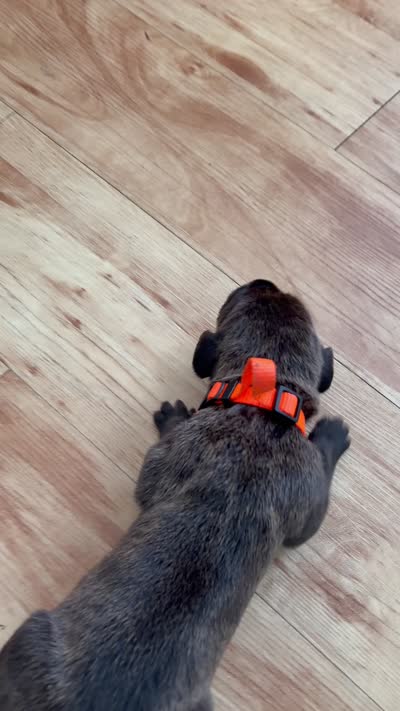 RR-3, a male Cane Corso for sale in Belle, MO – 6 of 6