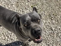 RENEE, a female Cane Corso for sale in Belle, MO – 3 of 5