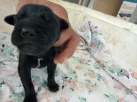 RR-1, a male Cane Corso for sale in Belle, MO – 2 of 2