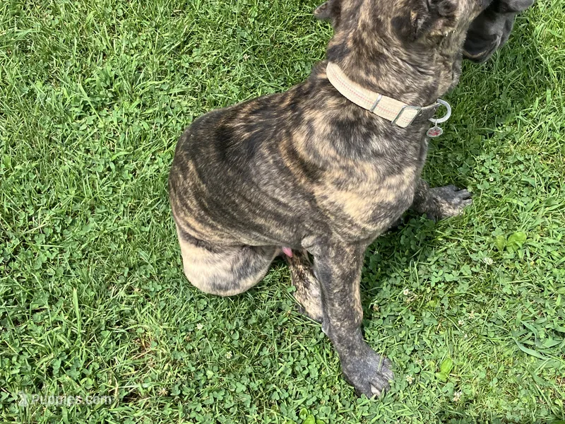 RAMPAGE – Cane Corso puppy for sale in Belle, MO