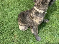 RAMPAGE, a male Cane Corso for sale in Belle, MO – 1 of 3