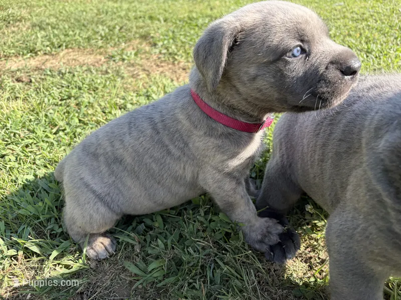 RASPBERRY  – Cane Corso puppy for sale in Belle, MO