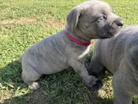RASPBERRY , a female Cane Corso for sale in Belle, MO – 1 of 6