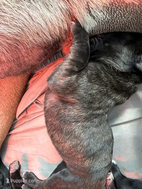RR-5 – Cane Corso puppy for sale in Belle, MO
