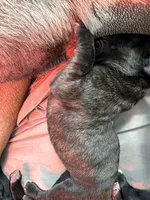 RR-5, a female Cane Corso for sale in Belle, MO – 1 of 2