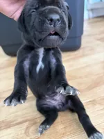 RR-5, a female Cane Corso for sale in Belle, MO – 7 of 9