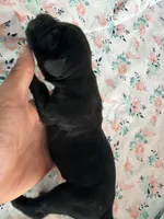 RR-2, a female Cane Corso for sale in Belle, MO – 3 of 3