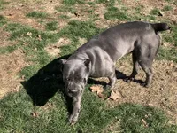 RENEE, a female Cane Corso for sale in Belle, MO – 1 of 5