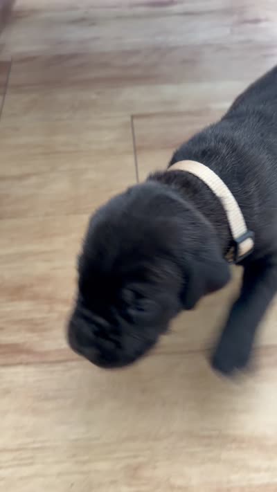 RR-1, a male Cane Corso for sale in Belle, MO – 9 of 10