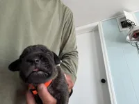 RR-3, a male Cane Corso for sale in Belle, MO – 3 of 6