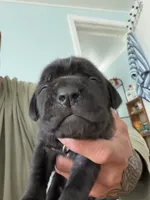RR-5, a female Cane Corso for sale in Belle, MO – 5 of 9