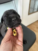 RR-4, a female Cane Corso for sale in Belle, MO – 4 of 7