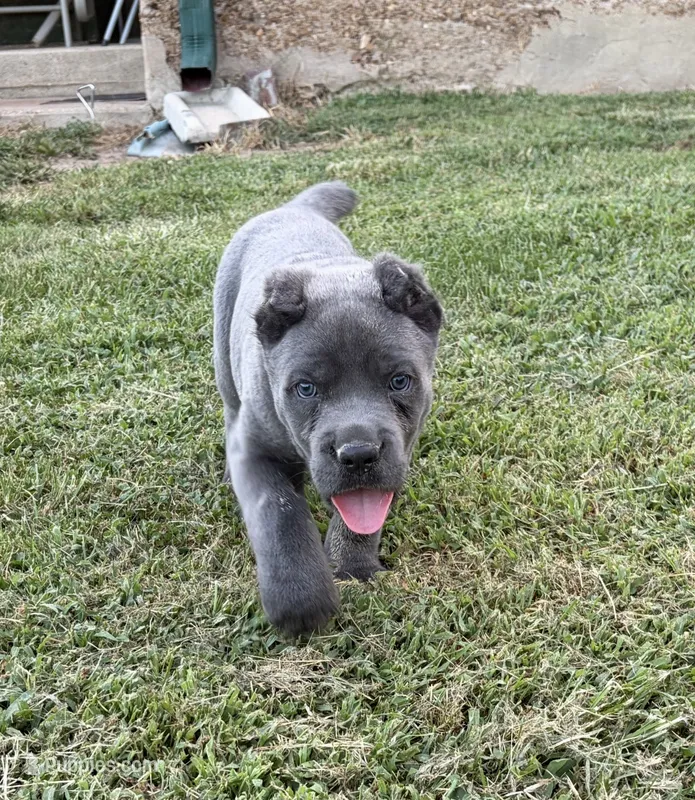 R-1 – Cane Corso puppy for sale in Belle, MO